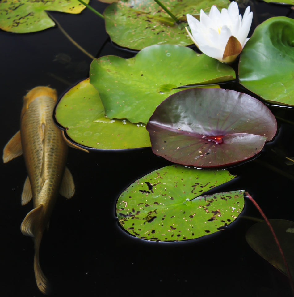 Pond with Lily Pads and a Fish